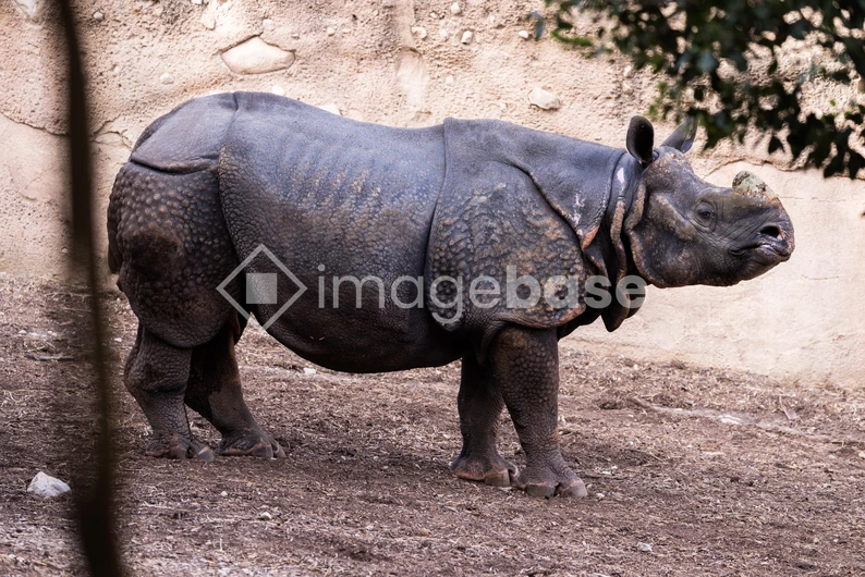Portrait of a Rhino
