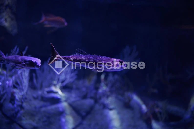 Underwater Aquarium Scene