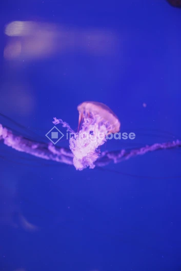 Jellyfish in Blue Waters