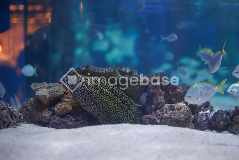 Underwater Aquarium Scene