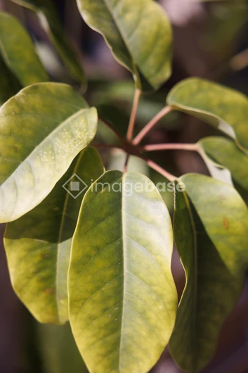 Close-up of Green Leaves