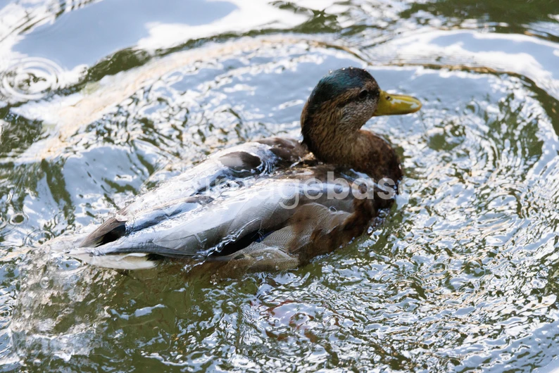 Duck Swimming in Rippling Water