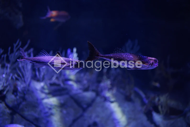 Underwater Fish Scene