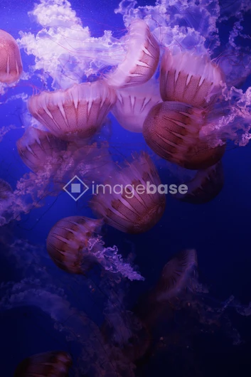Graceful Jellyfish in the Deep