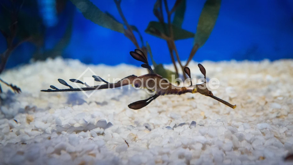 Leafy Sea Dragon in Aquarium
