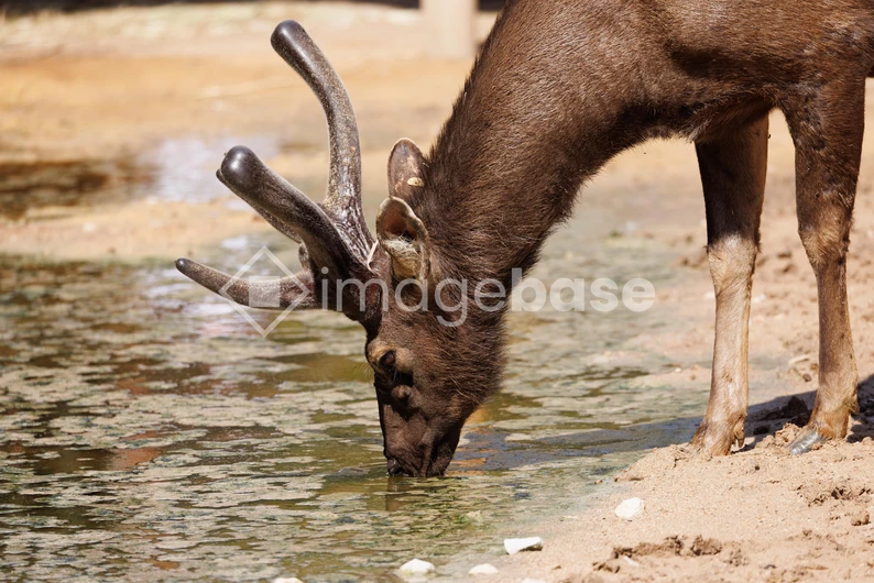 Deer Drinking Water