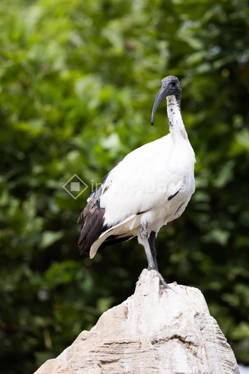 Solitary Bird on Rock