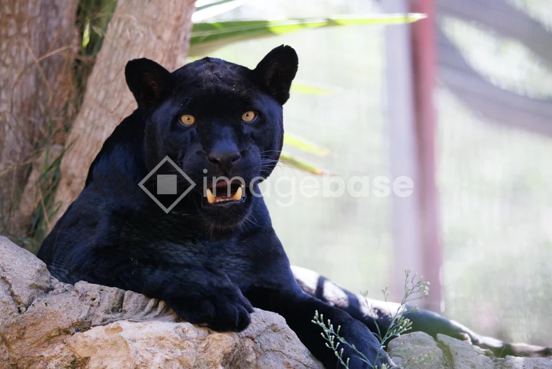 Majestic Black Panther