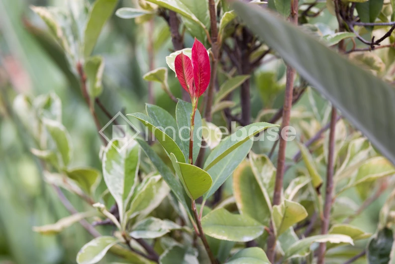 Vibrant Red and Green Foliage