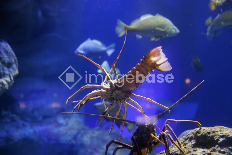 Underwater Aquarium Scene