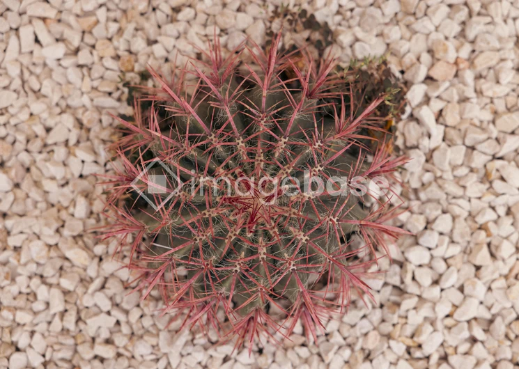 Cactus on Pebbles