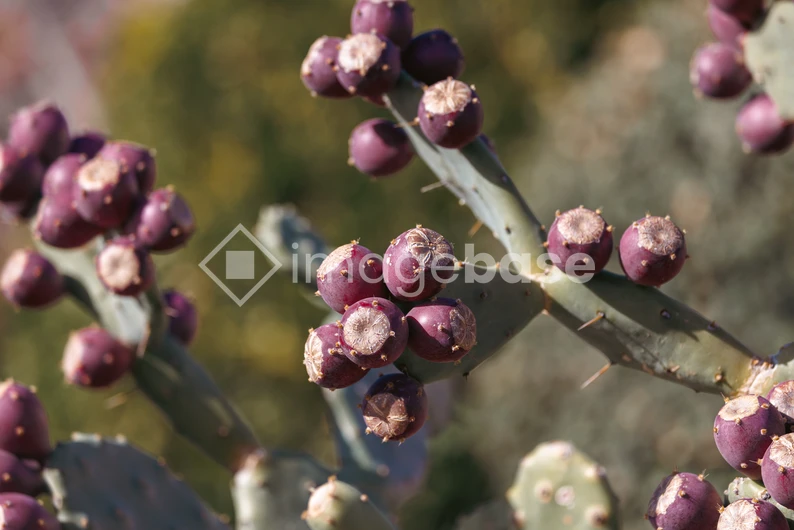 Cactus with Prickly Pears