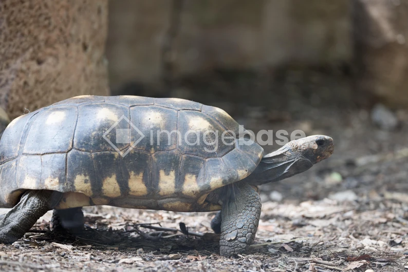 Turtle in Natural Habitat