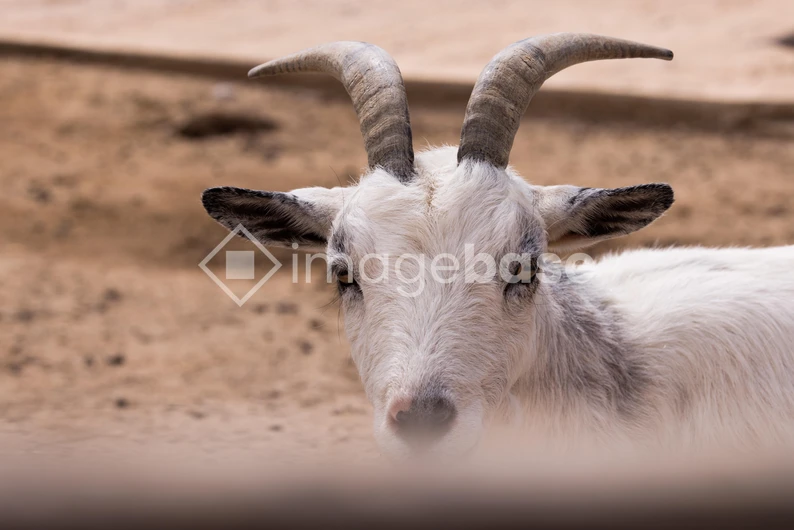 Close-Up of a Goat