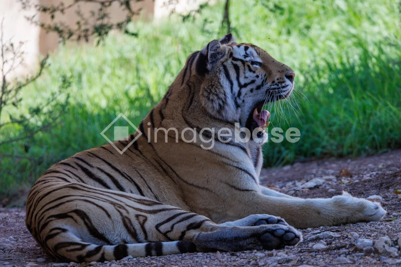 Yawning Tiger in the Wild