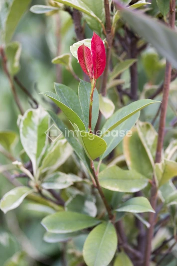 Vibrant Leaf and Foliage