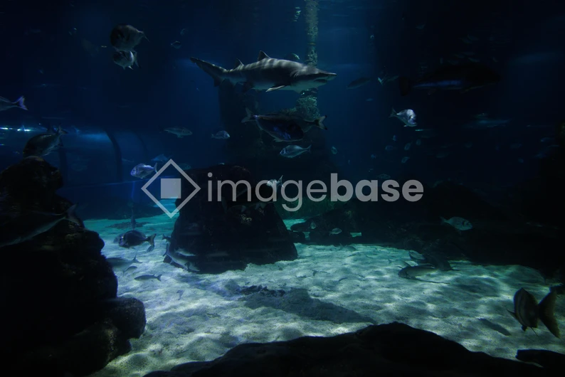 Underwater Ocean Scene