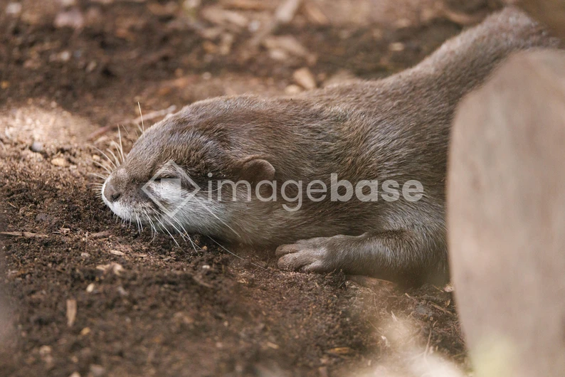 Resting Otter