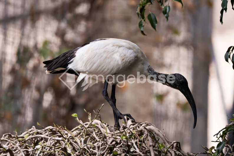 Ibis on Nest