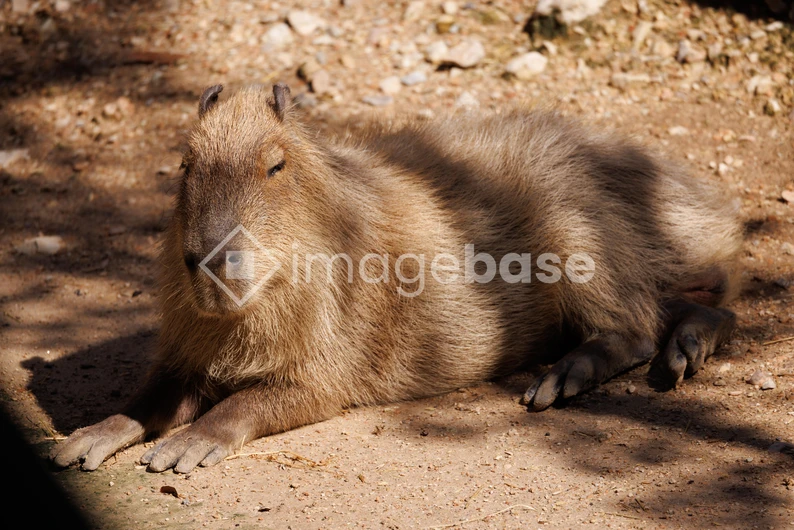 Relaxed Capybara