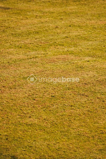 Sunlit Grass Texture