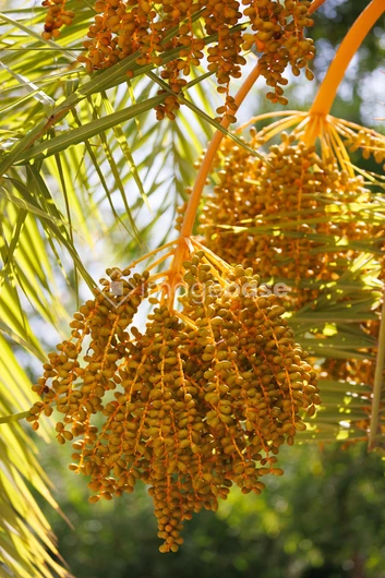 Palm Fruits in Sunlight