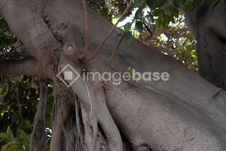 Bark and Branches