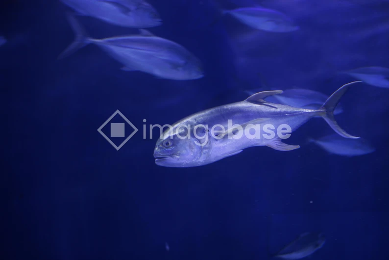 Underwater Serenity
