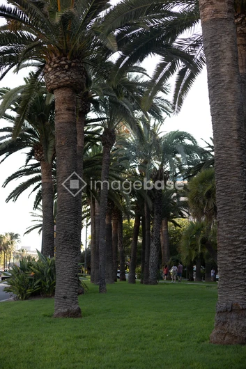 Palm Tree Avenue