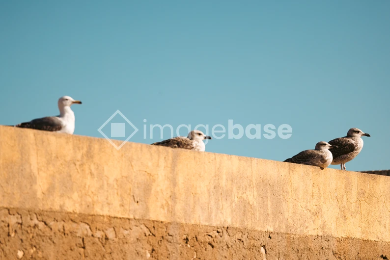 Seagulls on a Wall