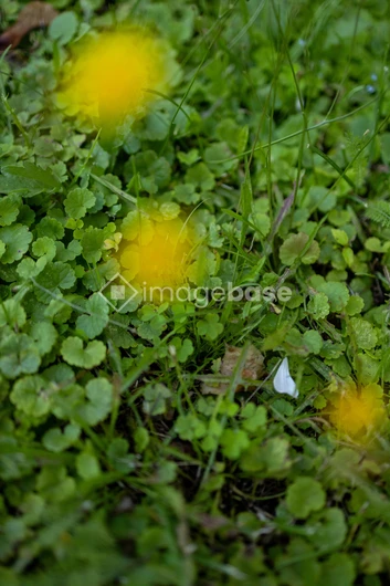 Blurred Yellow Blooms on Grass