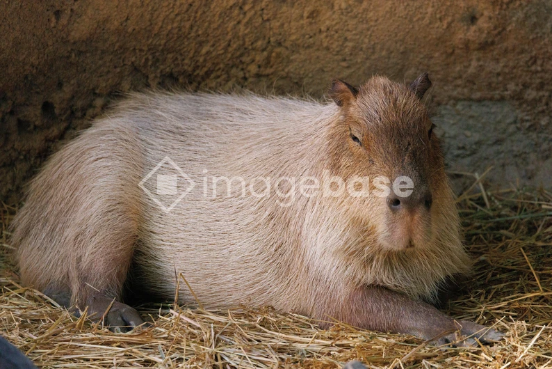 Relaxed Capybara Resting
