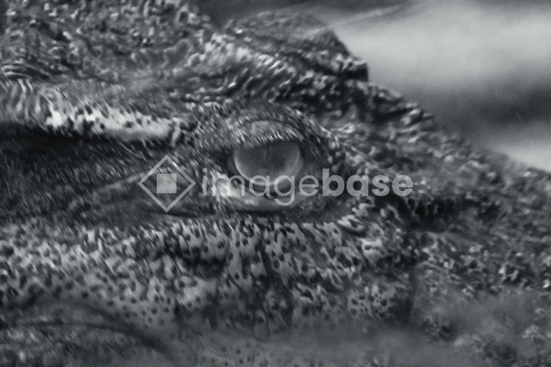 Crocodile Close-Up