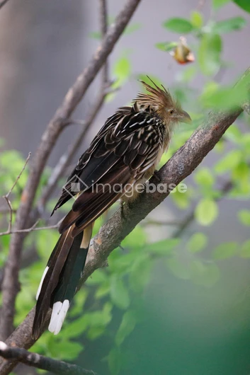 Perched Bird in Natural Habitat