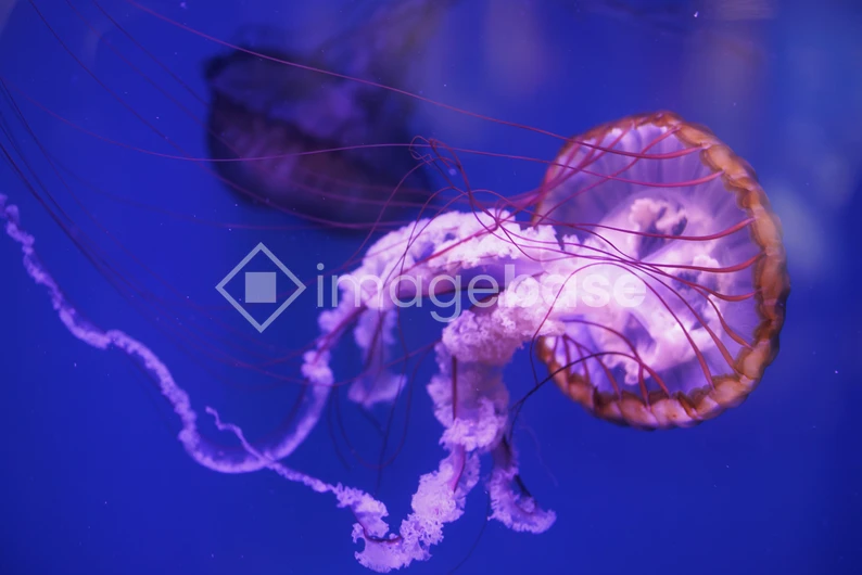 Underwater Jellyfish