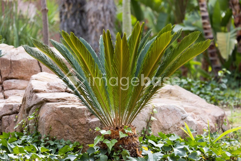 Vibrant Green Palm
