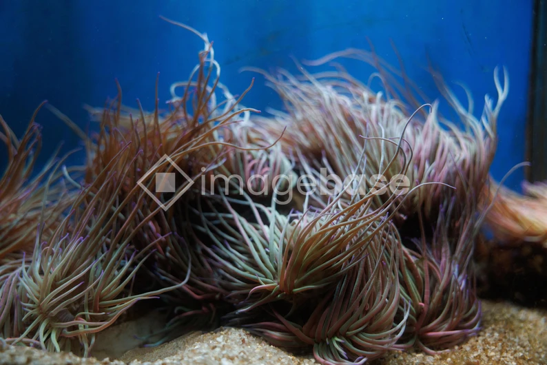Colorful Sea Anemones