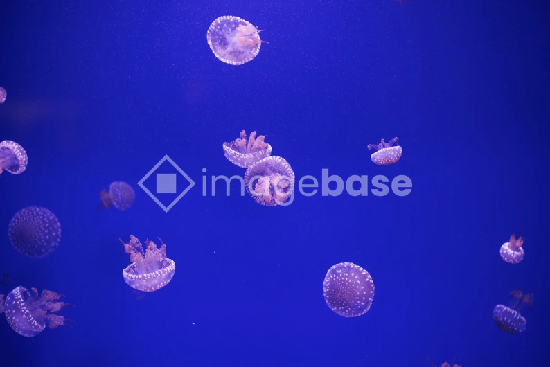 Serene Jellyfish