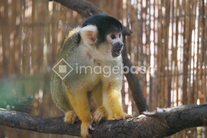 Curious Monkey in Habitat