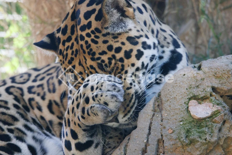 Resting Leopard