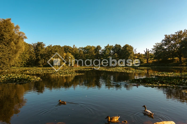 Serene Lake with Ducks
