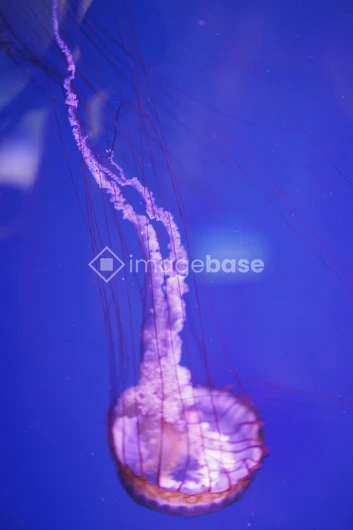 Graceful Jellyfish in Blue Waters