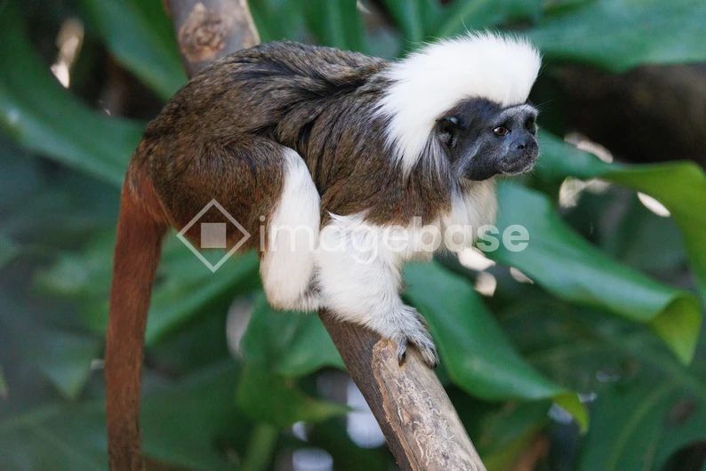 Tamarin Monkey on a Branch