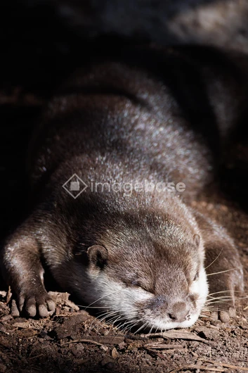 Sleeping Otter