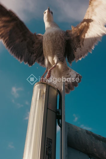 Seagull in Flight