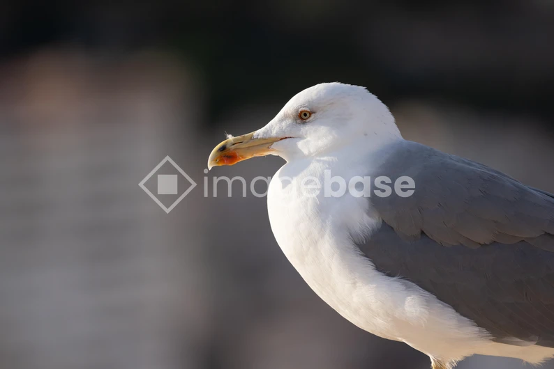 Close-up of a Seagull