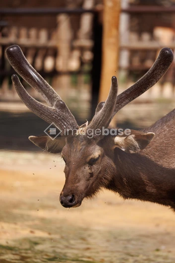 Close-Up of a Deer