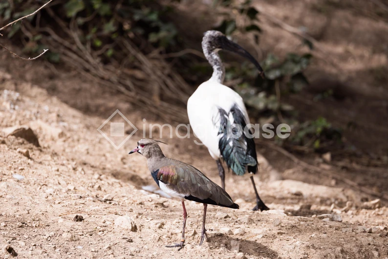 Birds in Natural Habitat