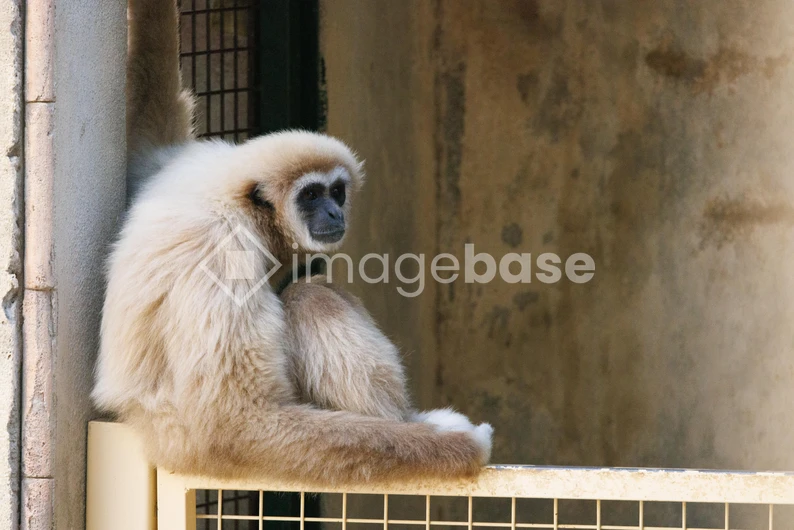 Gibbon Resting in Enclosure