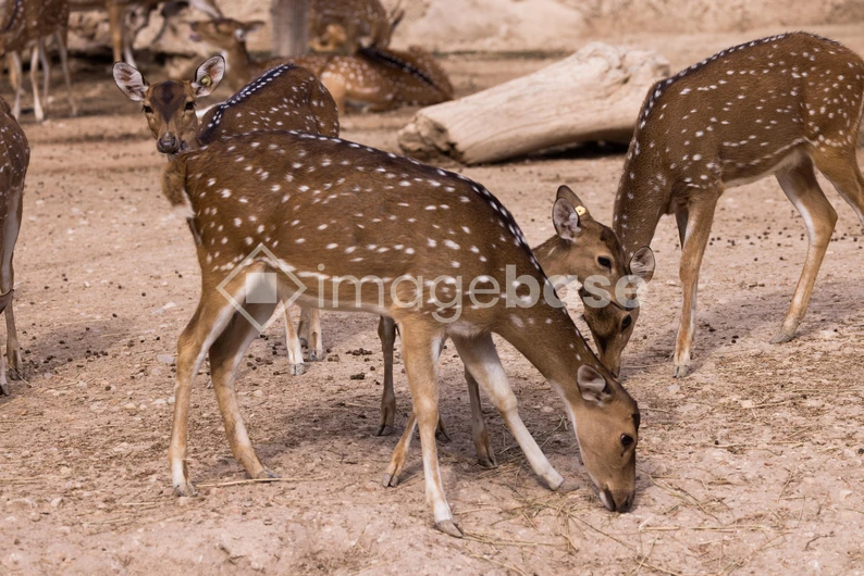 Grazing Deer in Natural Habitat